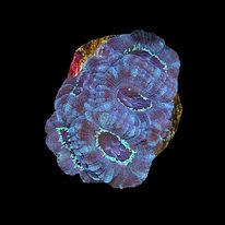 WYSIWYG Australian Acanthastrea Coral Frag