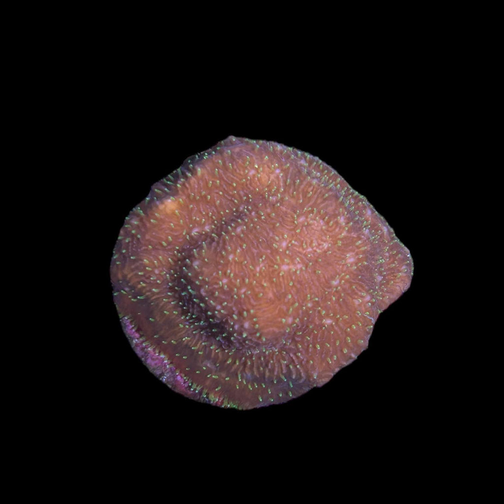 WYSIWYG Freak Hair Pavona Coral-Aquacultured