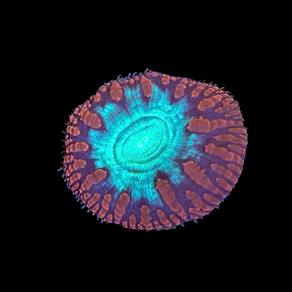 Red Blastomussa wellsi Aquacultured Frag