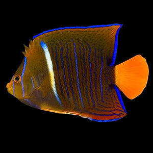 Aquarium Conditioned- Passer Angelfish