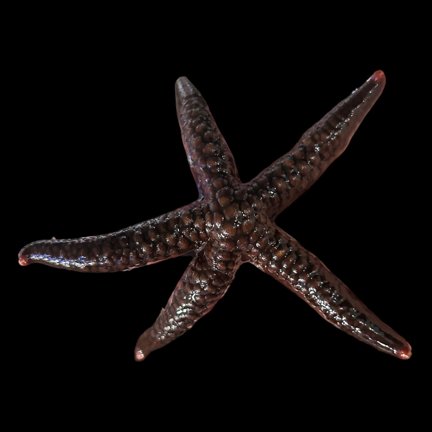 Black Linkia Starfish