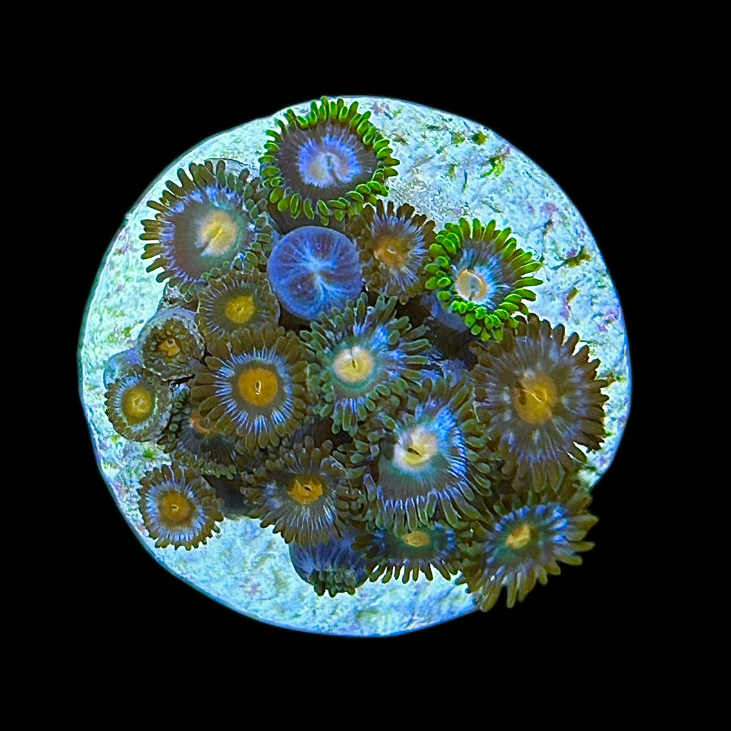 WYSIWYG Zoanthid Frag