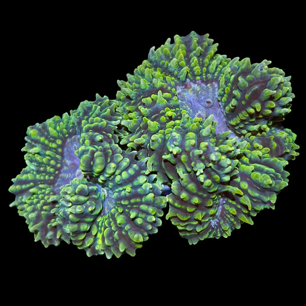 WYSIWYG Fuzzy Lobophyllia Colony