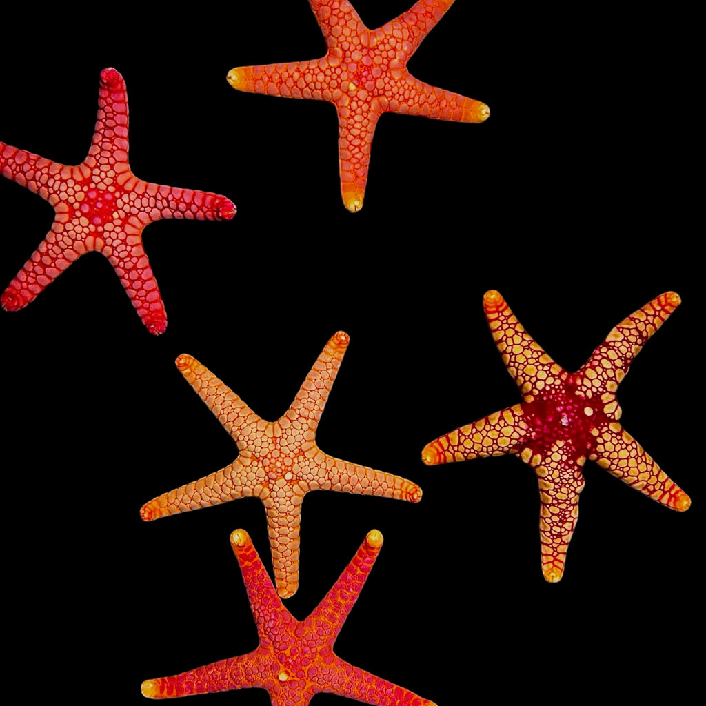 Special-Mosaic Fromia Starfish