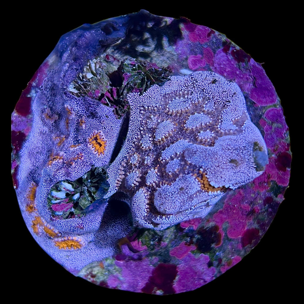 WYSIWYG Pacific Tiger Tunicate Colony