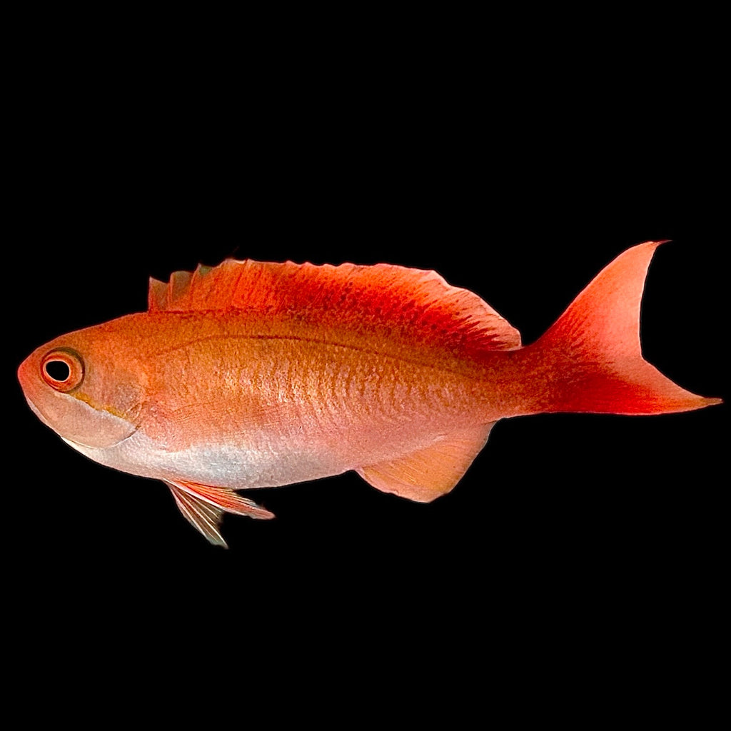 Aquarium Conditioned-Coopers Fairy Anthias