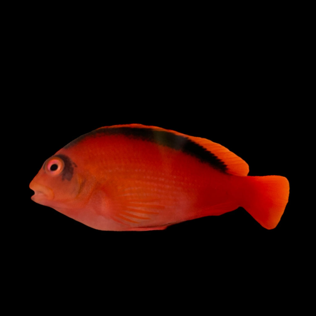 Aquarium Conditioned-Flame Hawkfish