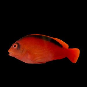 Aquarium Conditioned-Flame Hawkfish