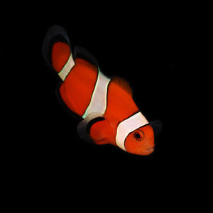 Aquarium Conditioned-Ocellaris Clownfish