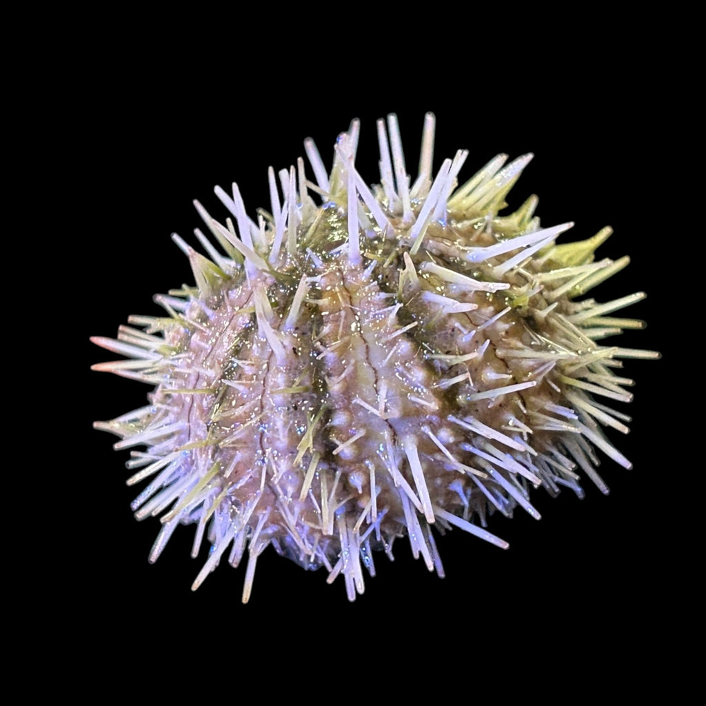 Weekly Special-Pincushion Urchin