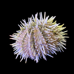 Pincushion Urchin