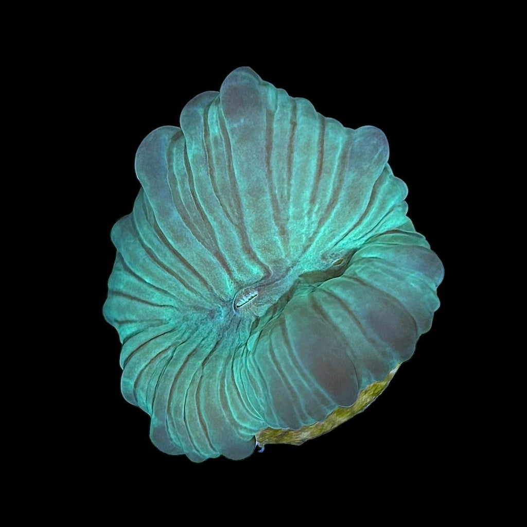 Special-Green Fox Coral-Frag