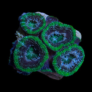 WYSIWYG Green Stripe Australian Acanthastrea-Coral Frag
