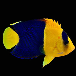 Aquarium Conditioned-Bicolor Angelfish