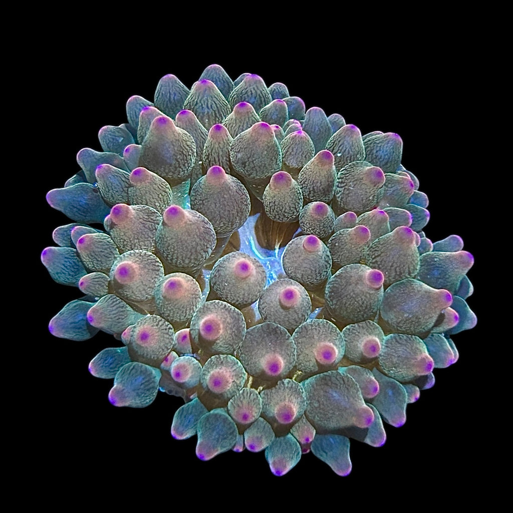 Rainbow Bubble Tip Anemone (Small Size)