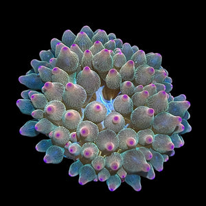 Rainbow Bubble Tip Anemone (Small Size)