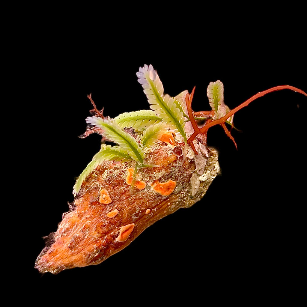 WYSIWYG Orange Caribbean Filter Feeding Tunicate with Feather Alagae