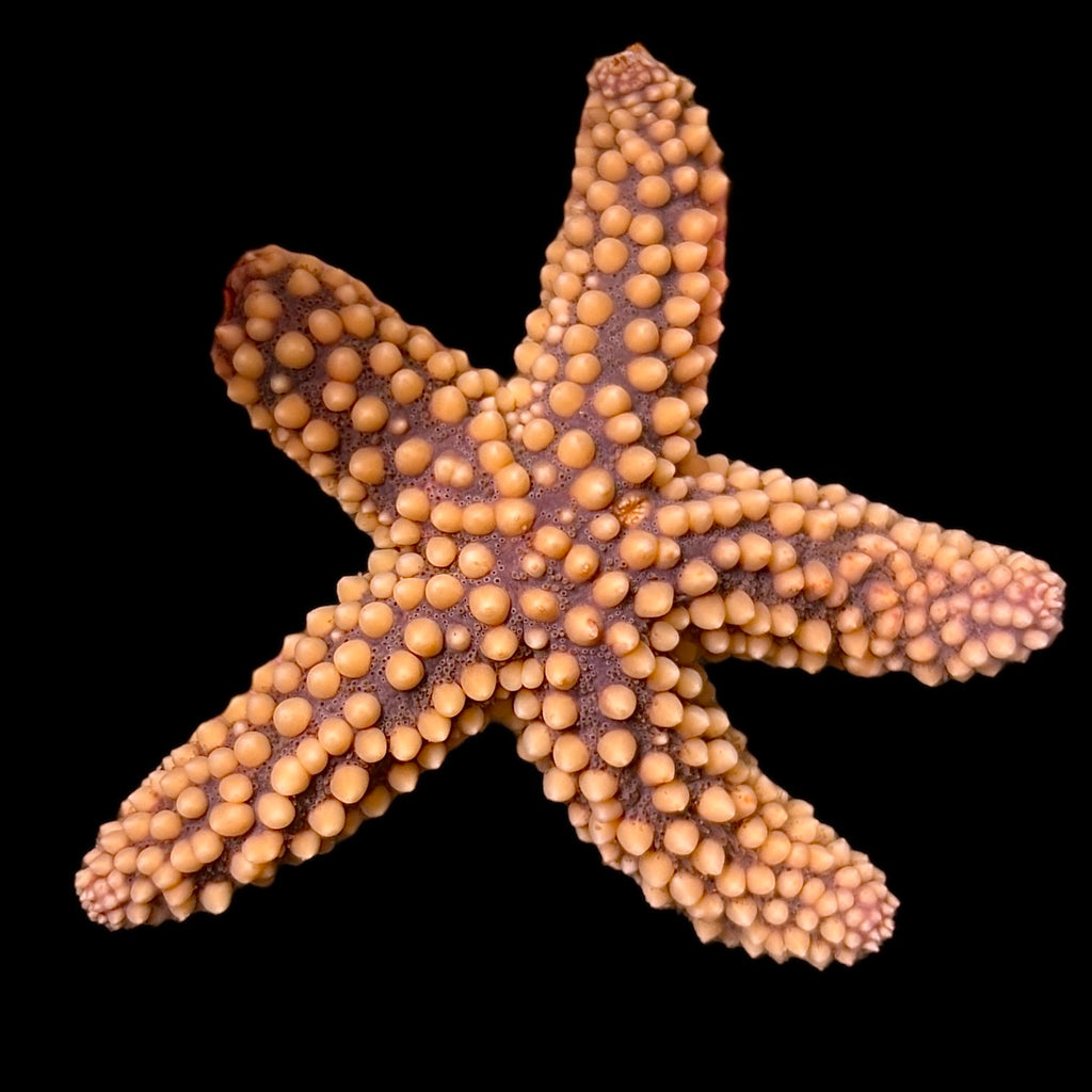 Florida Spiny Starfish