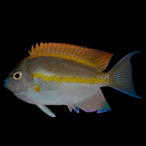 Aquarium Conditioned-Bellus Angelfish (Male)