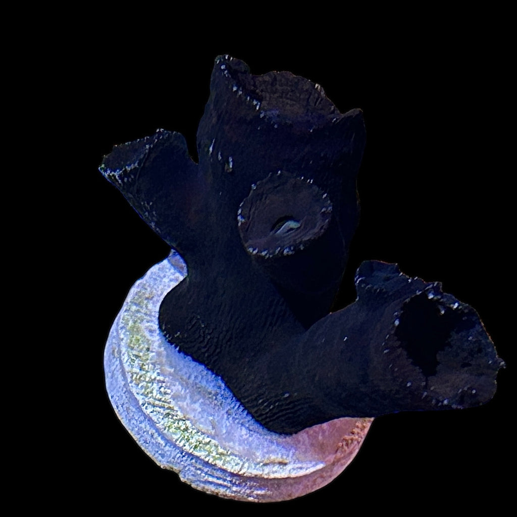 Black Sun Coral Frag