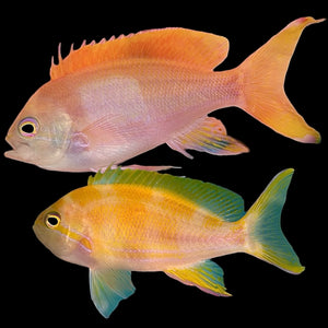 Aquarium Conditioned-Large Showy Squareblock Anthias Pair