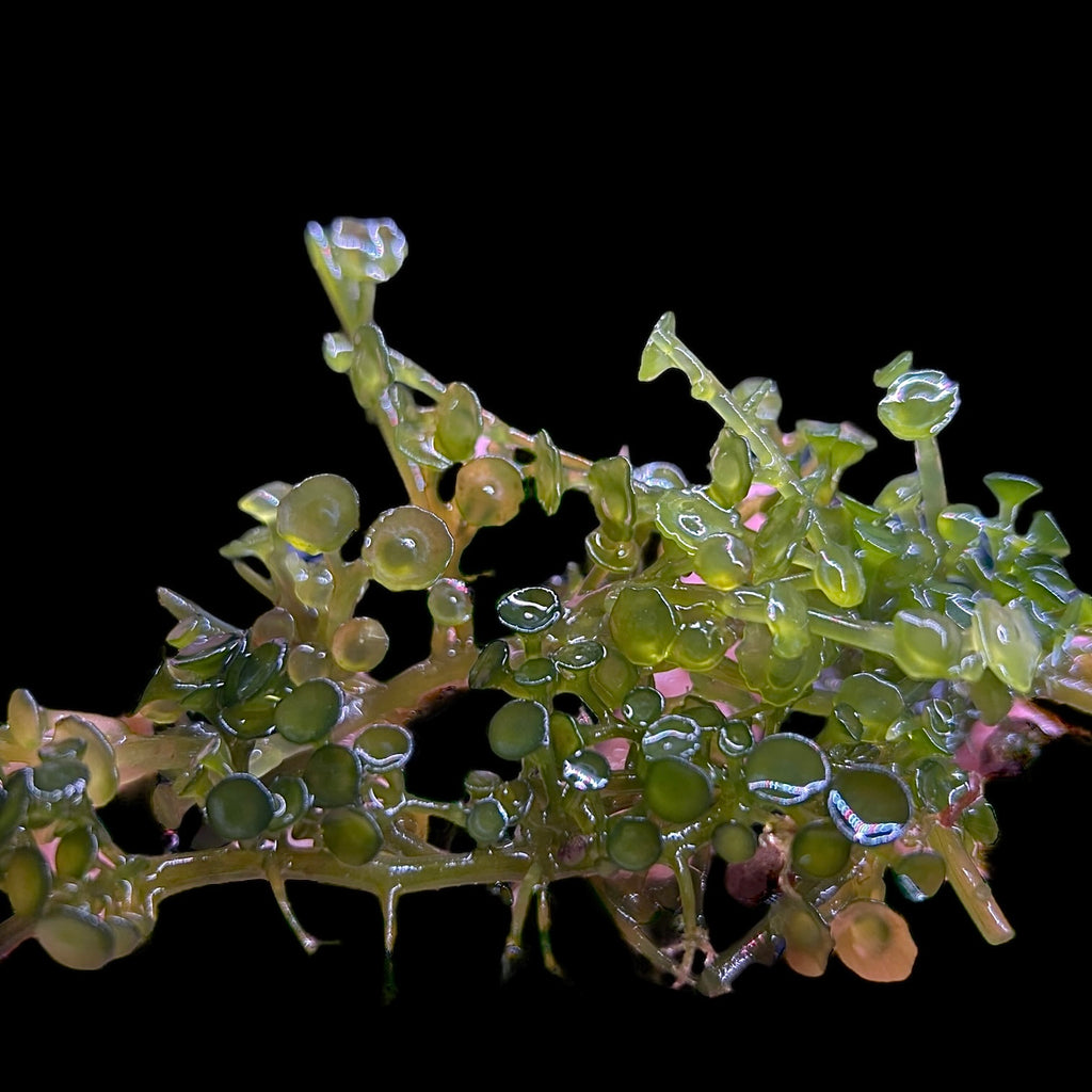 Tear Drop Macroalgae