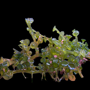 Tear Drop Macroalgae