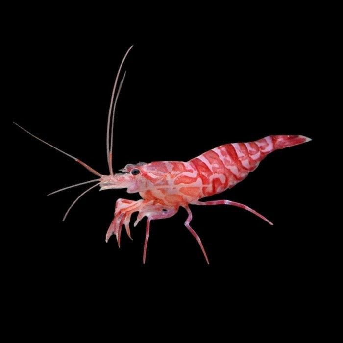 Kuekenthals Cleaner Shrimp (Aiptasia Eater)