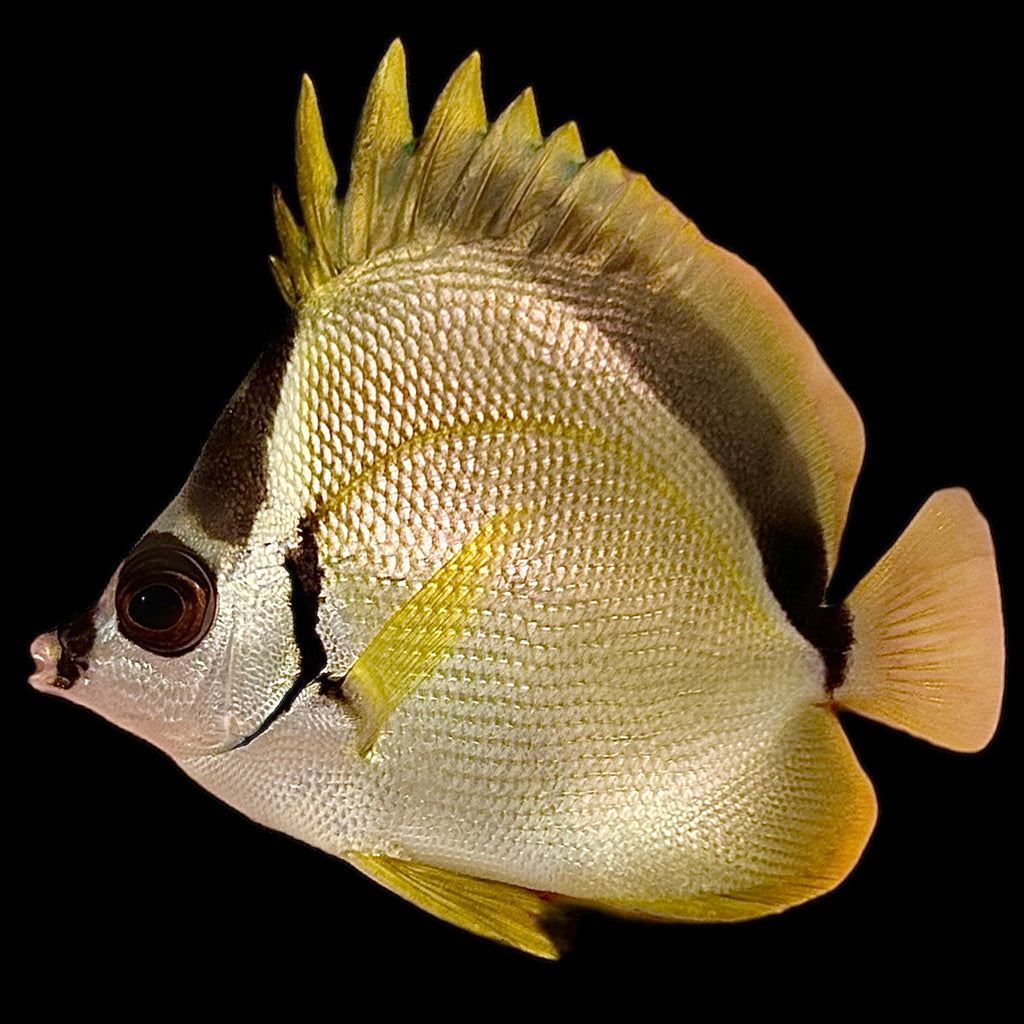 Aquarium Conditioned-Cortez Blacknosed Barber Butterflyfish