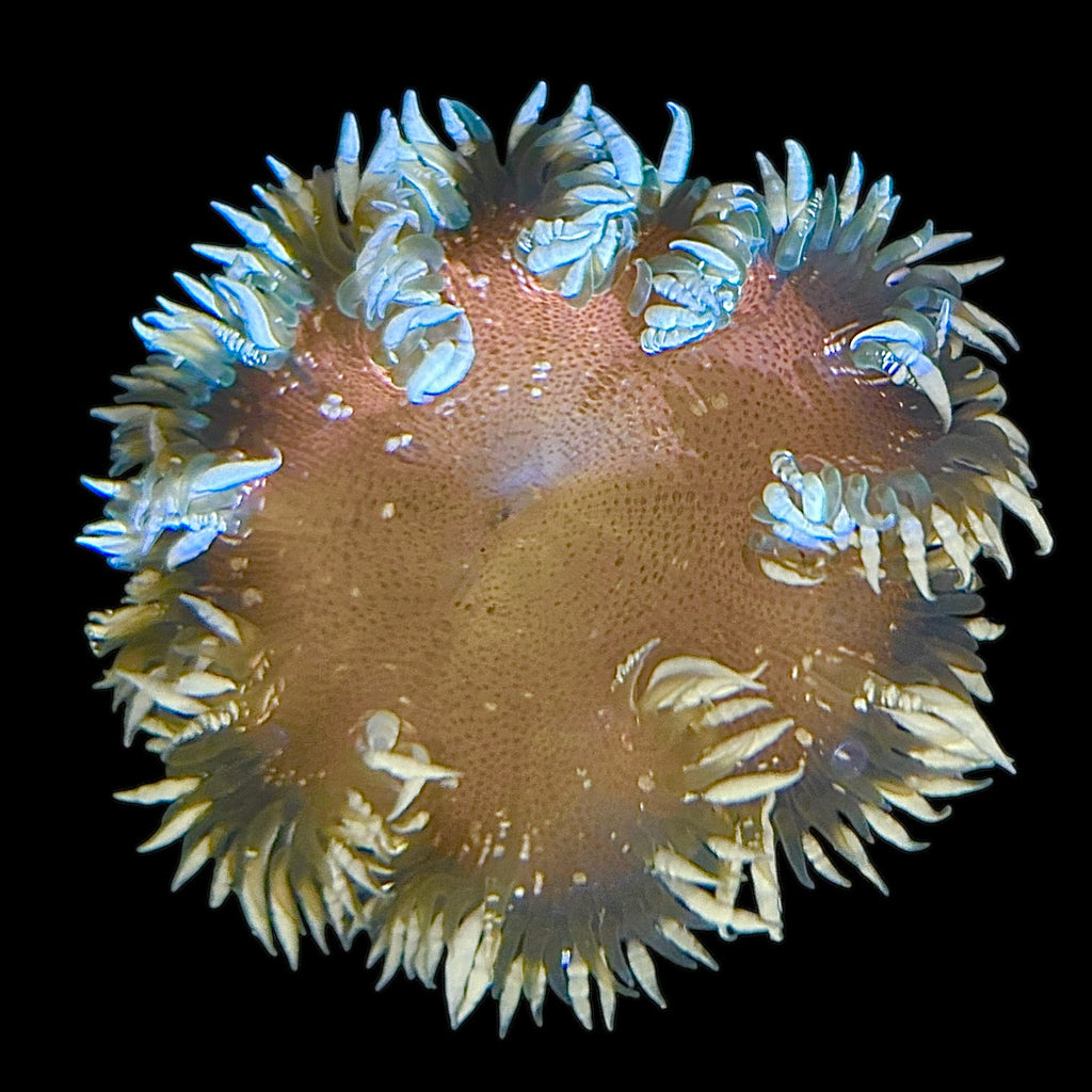 WYSIWYG Belize Rock Flower Anemone