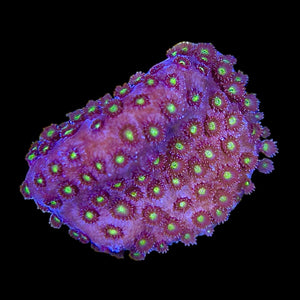 WYSIWYG Short Polyp Goniopora-Aquacultured