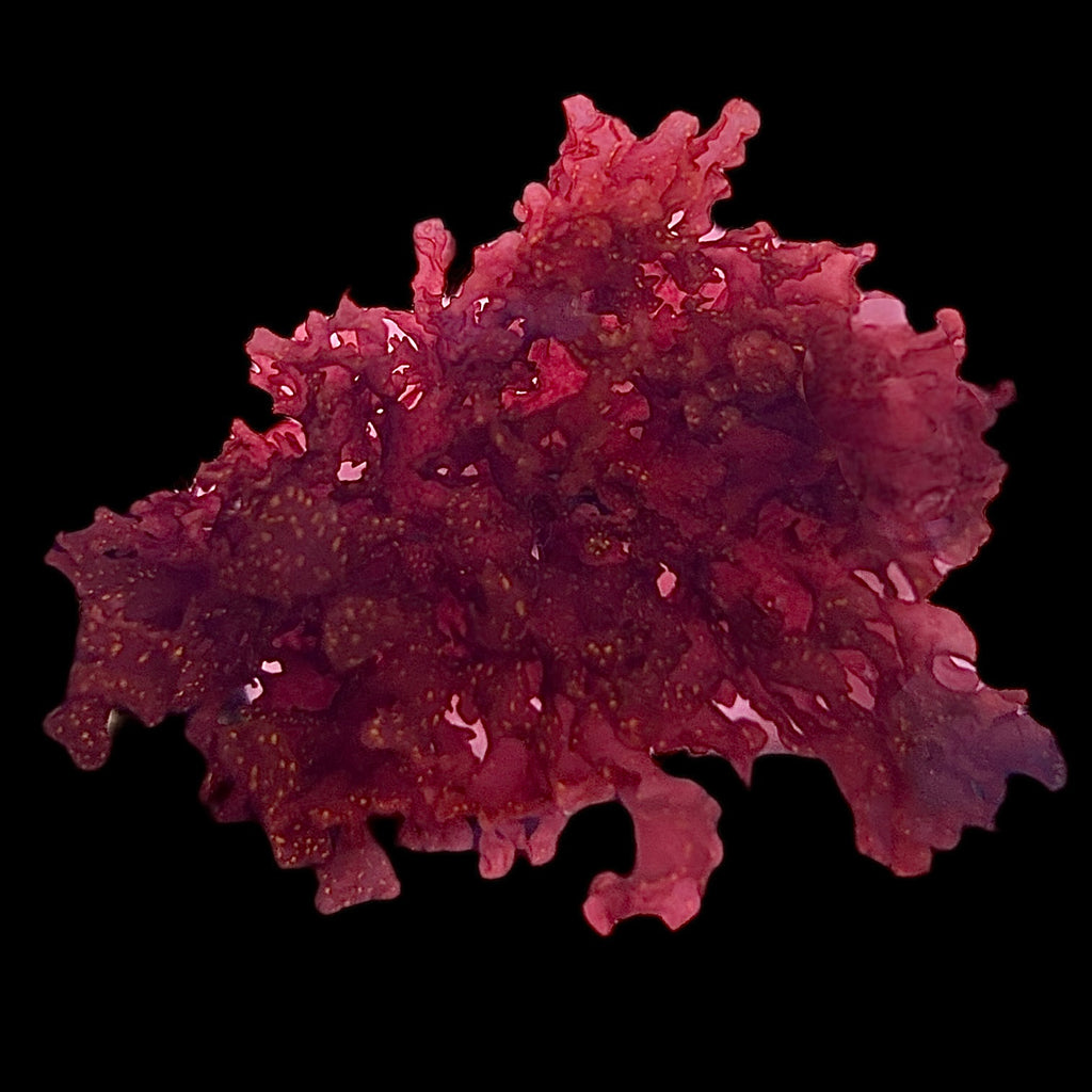 Atomic Broccoli Macroalgae