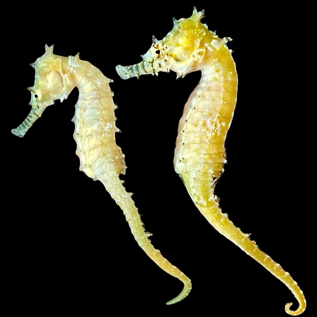 Captive Bred-Australian Zebra Snout Barbouri Seahorse-Pair