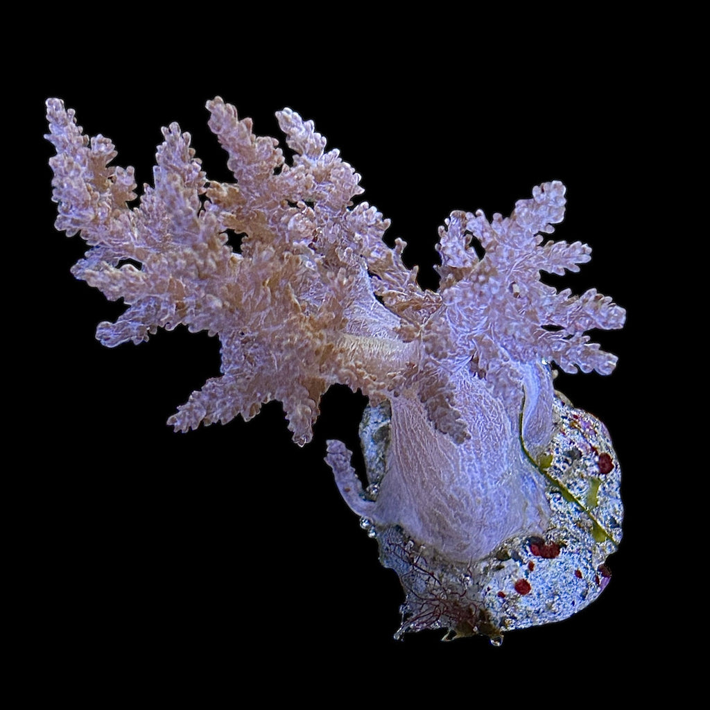 Special-Litophyton Soft Coral