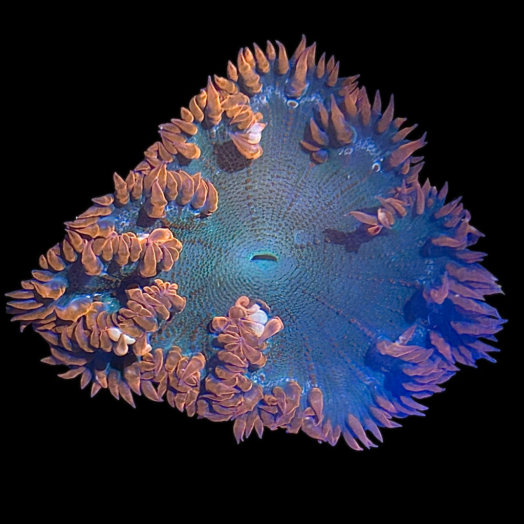 WYSIWYG Red and Green Rock Flower Anemone
