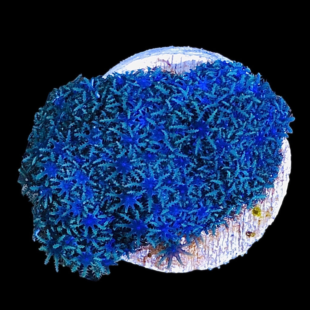 Blue Sympodium Soft Coral-Frag (Very Popular)