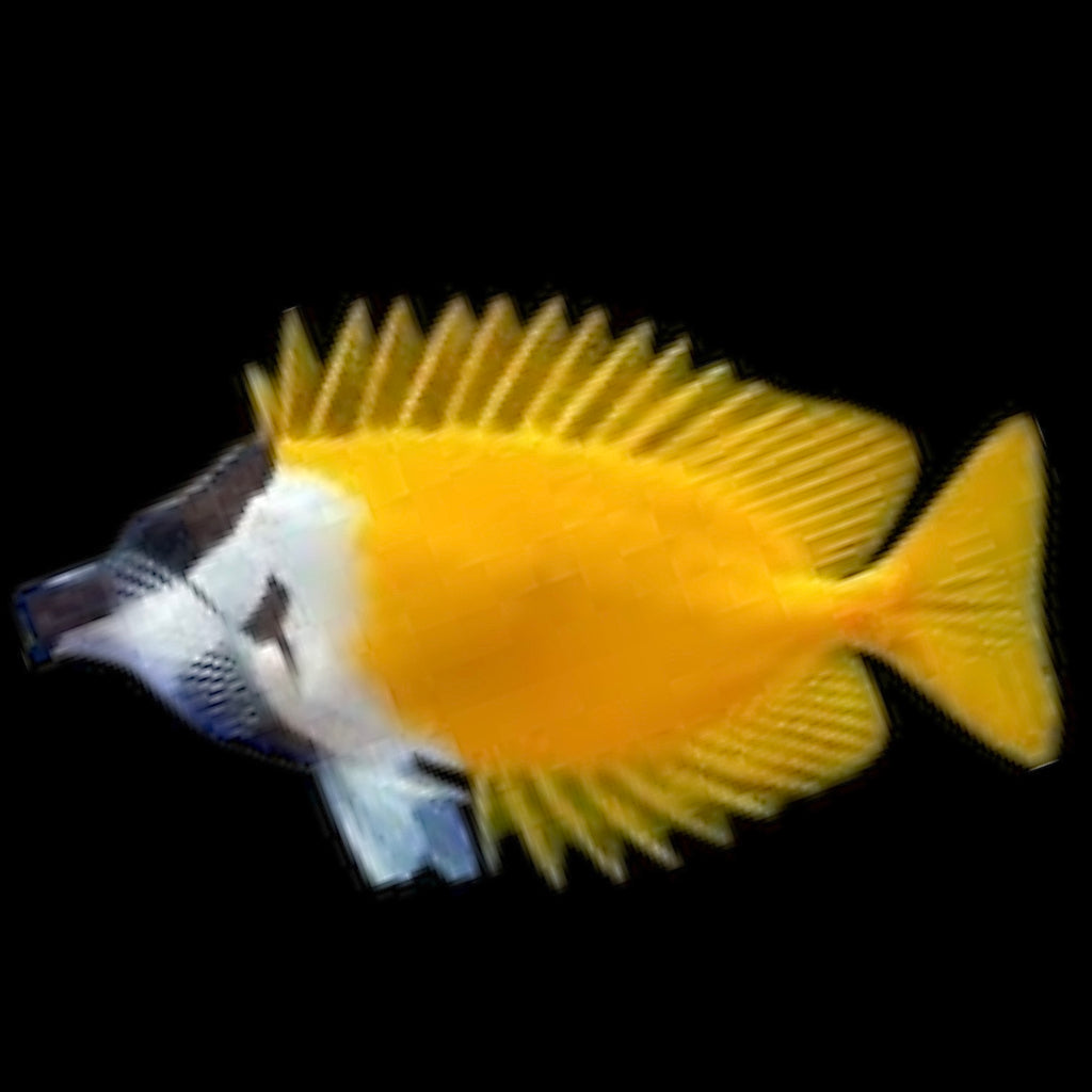 Aquarium Conditioned-Yellow Foxface Rabbitfish