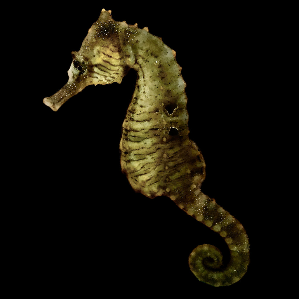 Captive Bred H. Erectus Seahorse-Single Juvenile (Small Size)