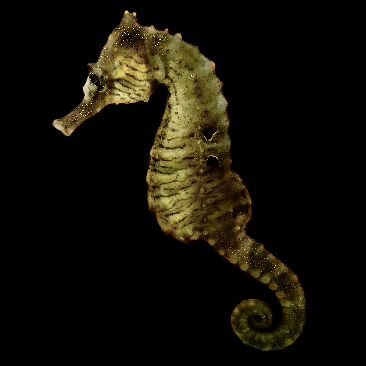 Captive Bred H. Erectus Seahorse-Single Juvenile (Small Size) – Alyssa ...