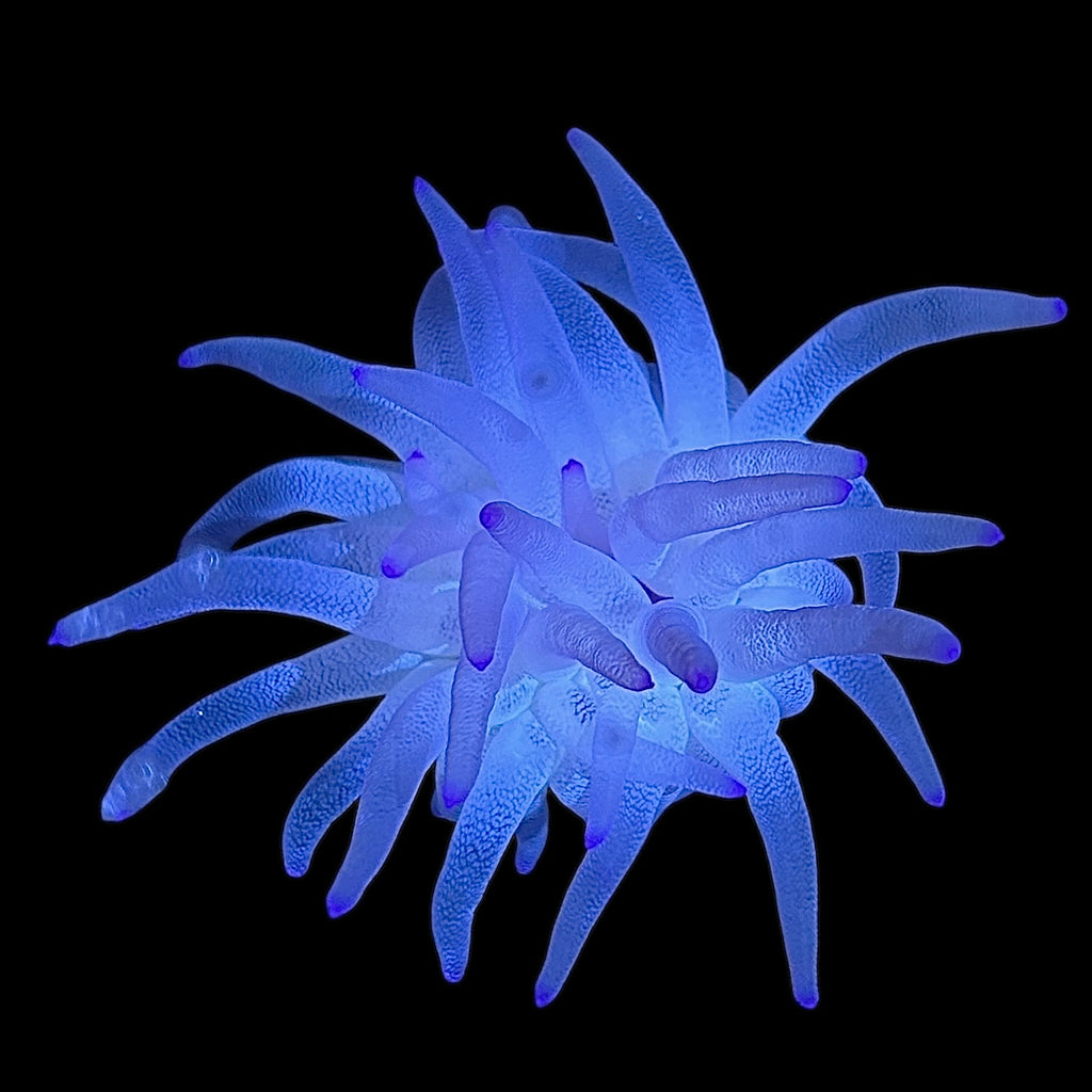 Condylactus Anemone