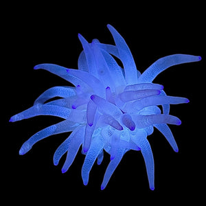 Condylactus Anemone