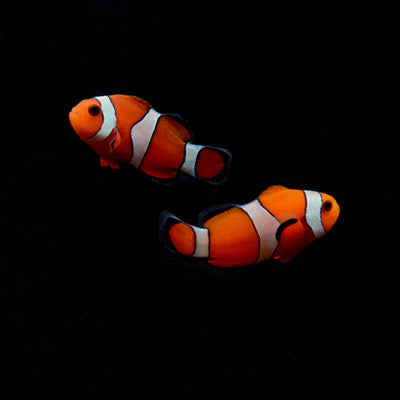 Aquarium Conditioned-Ocellaris Clownfish Pair
