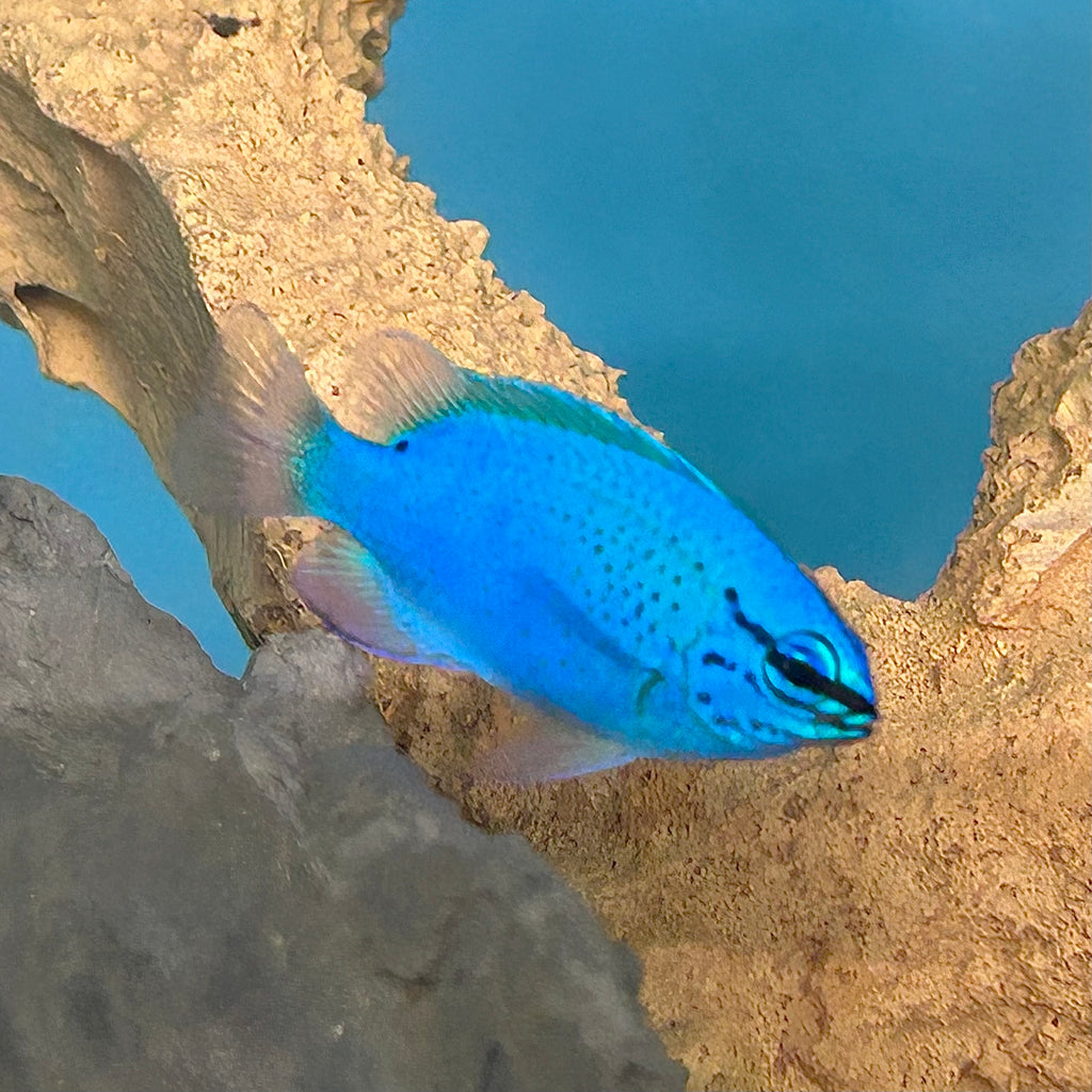 Aquarium Conditioned-Bali Blue Damselfish