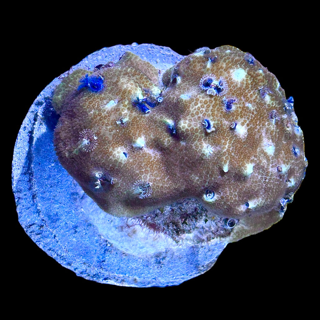 WYSIWYG Colored Feather Duster Worm Rock Porites