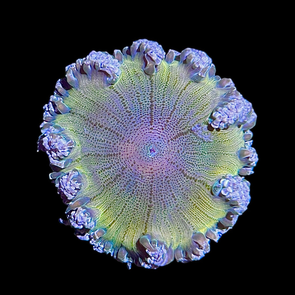 WYSIWYG Ultra Rock Flower Anemone
