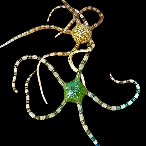 Serpent Starfish (Large Size) – Alyssa's Seahorse Savvy