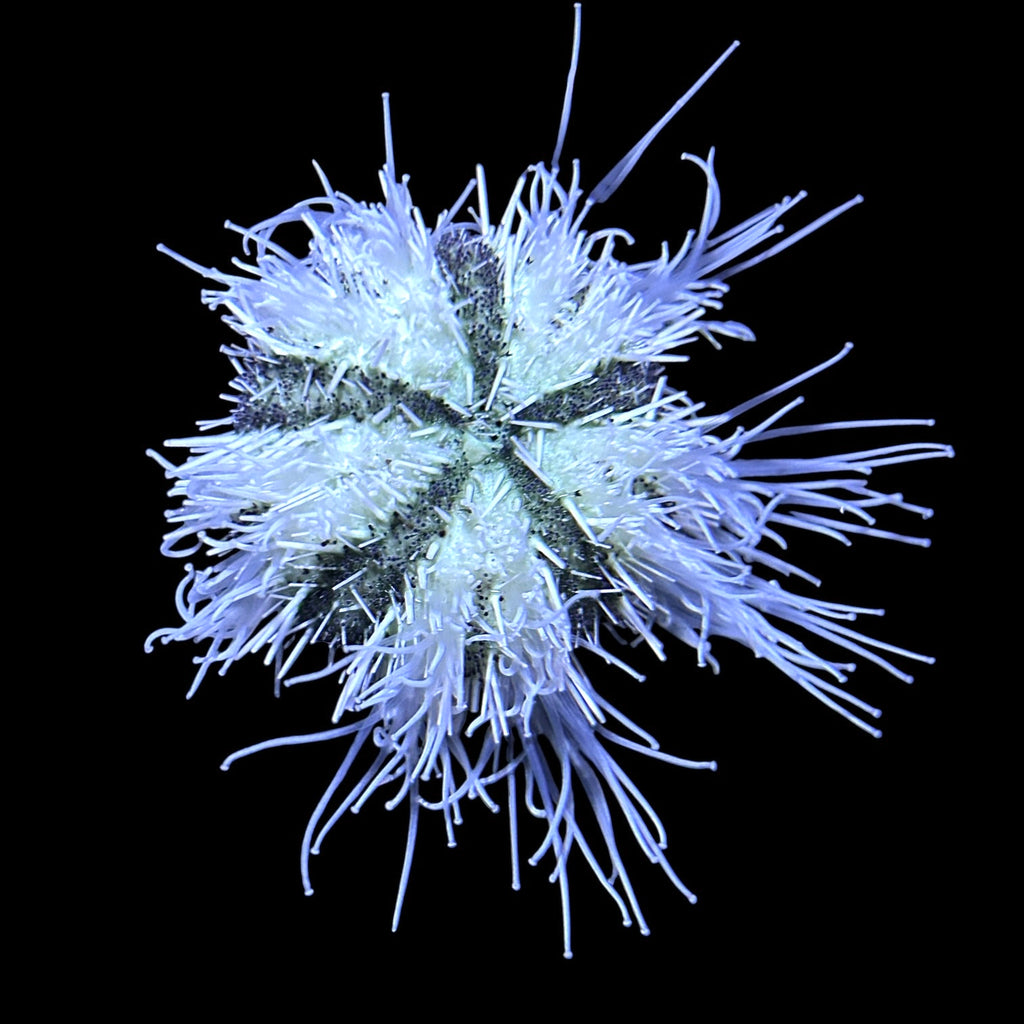 Multicolor Halloween Urchin