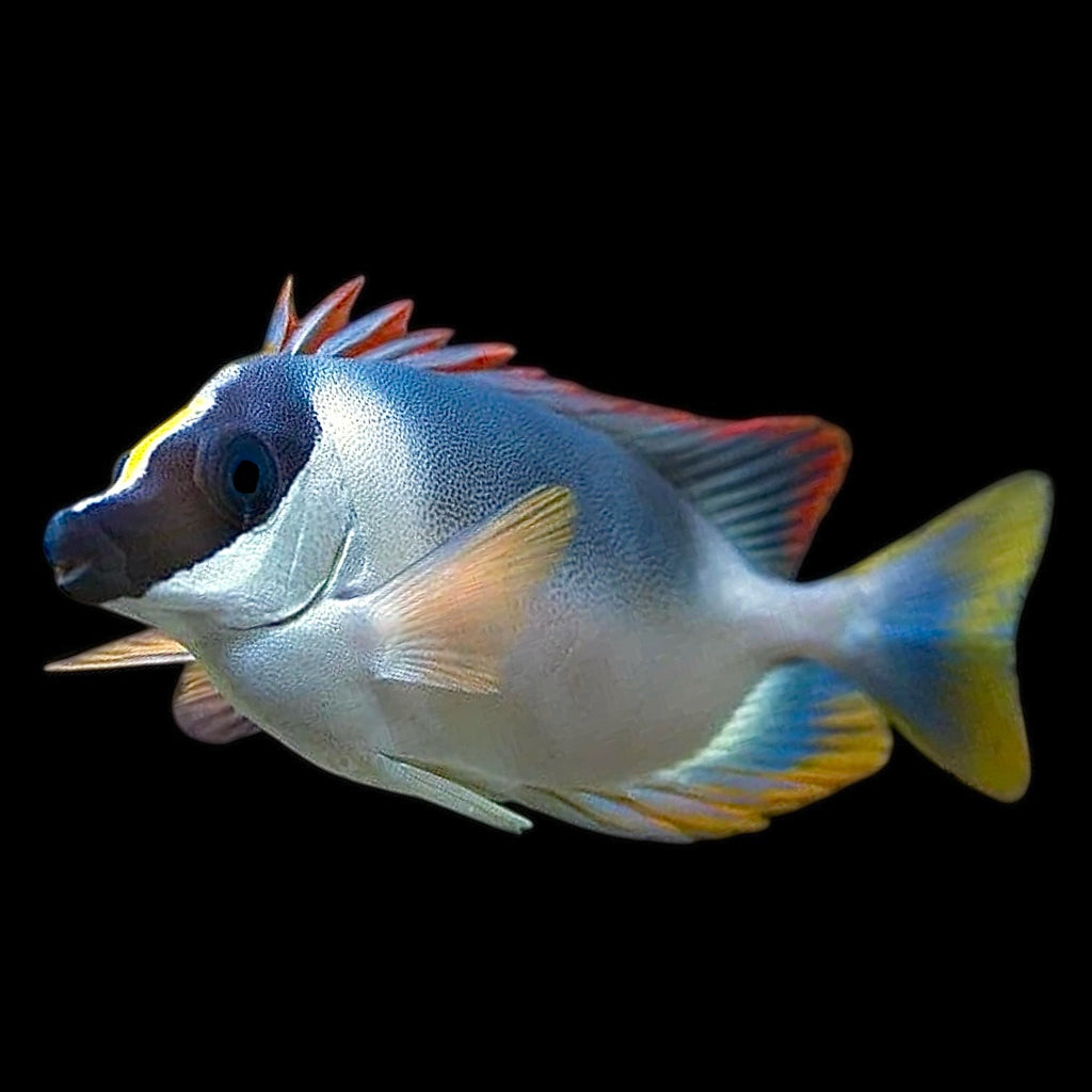 Aquarium Conditioned-Magnificent Foxface Rabbitfish