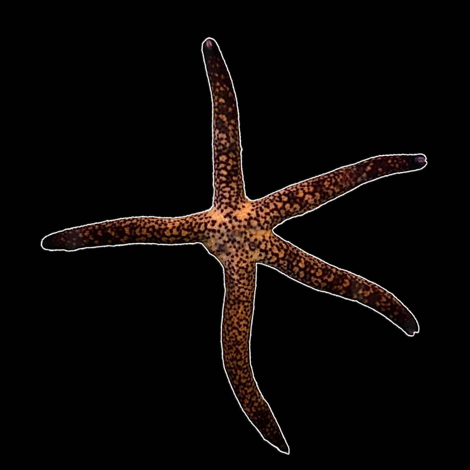 Leopard Linkia Starfish