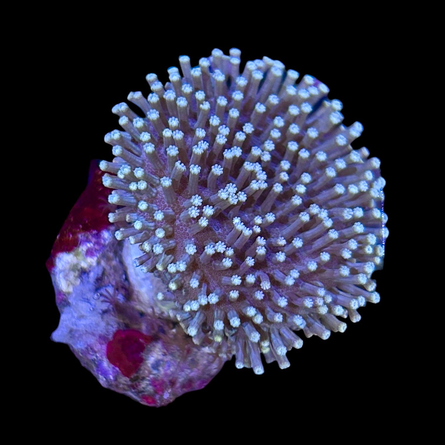 Easy to Keep Beginner Corals – Alyssa's Seahorse Savvy